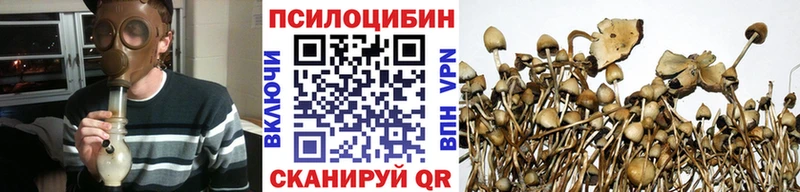 дарнет шоп  Тюмень  Галлюциногенные грибы Psilocybe 